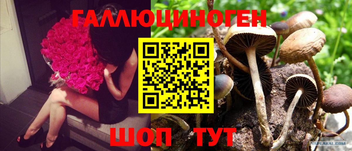 Галлюциногенные грибы Psilocybine cubensis Сунжа